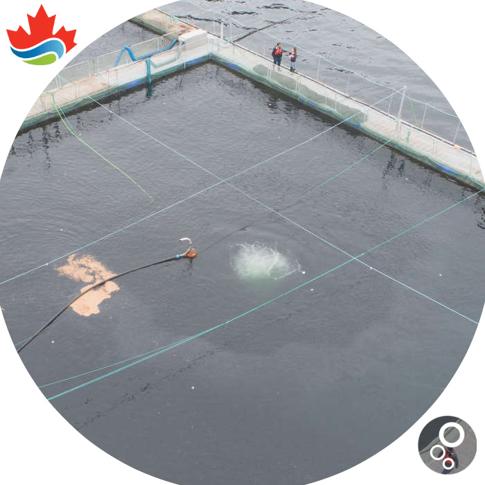 Diffuser with Bubble Tubing® in an aquaculture cage