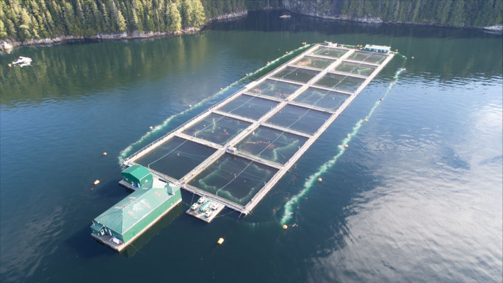 Protection des élevages de saumon en aquaculture marine